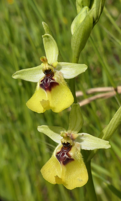 Ophrys lacaitae tra introgressioni e forme ibride  Molise 2023.